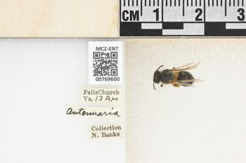 Media type: image;   Entomology 769600 Aspect: Labels